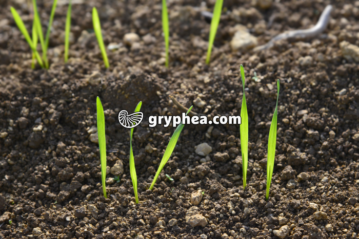 Jeunes plants de blé dans une culture - gryphea.org